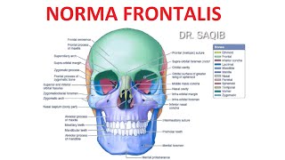 Norma Frontalis [upl. by Anwahsad]