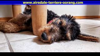 large Airedale Terrier Puppy  Oorang Airedales [upl. by Rush994]