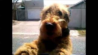 An Airedale Terrier Welcome [upl. by Helve]