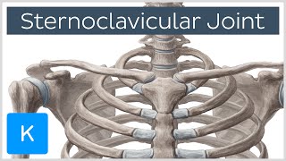 Sternoclavicular Joint  Location amp Movements  Human Anatomy  Kenhub [upl. by Etnelav]