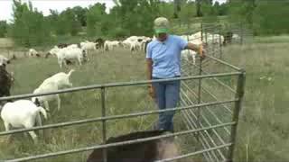 Goat Weed Mitigation [upl. by Strader]