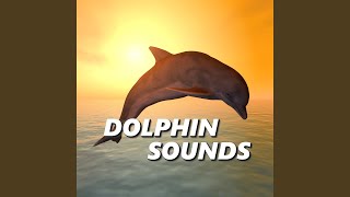 Sounds of Dolphins [upl. by Imat179]