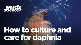 Caring and Culturing for Daphnia [upl. by Silas]