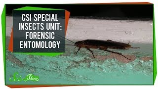 CSI Special Insects Unit Forensic Entomology [upl. by Anaillil]