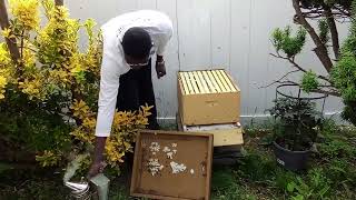 Beekeeping in Guyana with Linden Stewart [upl. by Audette328]