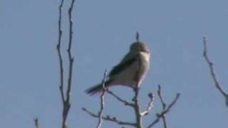 Northern Shrike  Calls [upl. by Diba]