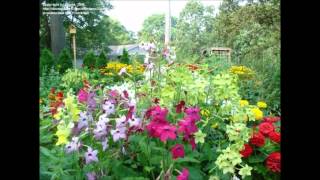 Nicotiana alata Flowering Tobacco [upl. by Adnirolc239]