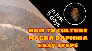 How to Culture Magna Daphnia Easily [upl. by Fremont]