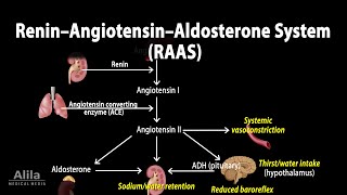 The Renin–Angiotensin–Aldosterone System RAAS Animation [upl. by Jahdol375]