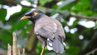 Common Myna Bird Call  Indian Myna Bird Sound [upl. by Atirahs]