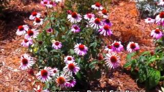 Echinacea purpurea  Purple Coneflower [upl. by Ihn]