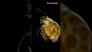 How to culture Daphnia for your Aquarium [upl. by Izak]