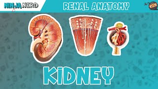 Basic kidney anatomy Part 1 [upl. by Armillas]