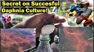 How to Culture Daphnia Successfully [upl. by Gradey356]