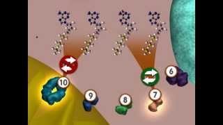 Glycolysis An Overview [upl. by Euqirrne142]