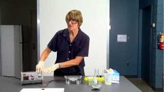 DNA gel electrophoresis lab demo [upl. by Lenneuq51]