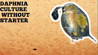 HOW TO CULTURE DAPHNIA NATURALLY WITHOUT A STARTER [upl. by Nohsav140]