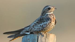 Voices Common Nighthawk [upl. by Elaen32]