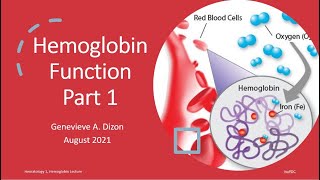 Hemoglobin Function Part 1 [upl. by Nedry]