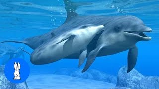 Wild Dolphins Swimming in HD Compilation [upl. by Ralph]