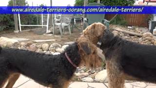 large Airedale Terriers [upl. by Jair803]