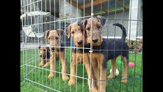 Airedale Terrier Welpen September 2019 [upl. by Alema]