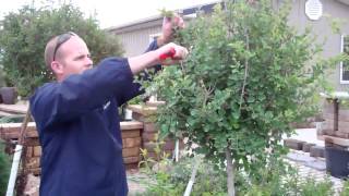 How to Trim Lilac Trees Ground Effects Sioux Center [upl. by Rehpotsyrk]