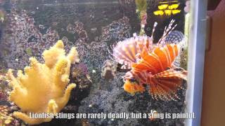 Dwarf Zebra Lionfish feeding time [upl. by Iinden]