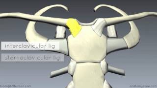 Sternoclavicular Joint  3D Anatomy Tutorial [upl. by Calmas]