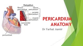 Pericardium Anatomy [upl. by Uhsoj746]