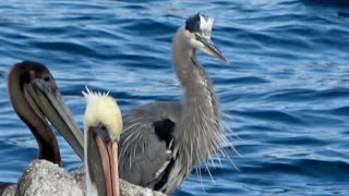 The sound of Angry Great Blue Heron [upl. by Marvella994]