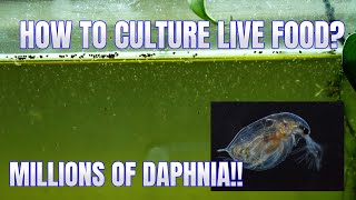 How to Culture Daphnia Secret Method to Breed MILLIONS  Simply Aquatic [upl. by Nessy]