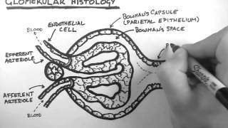 Kidney Anatomy DETAILED Renal Nephron Urinary System [upl. by Giordano]