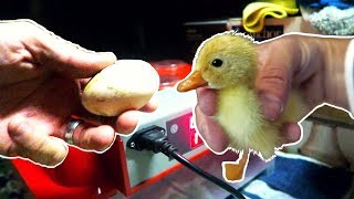 Incubating Duck Eggs from START TO FINISH  Rite Farm 3600 Incubator [upl. by Assilanna943]