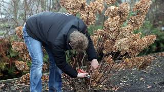 How to prune a Hydrangea paniculata [upl. by Felicity]