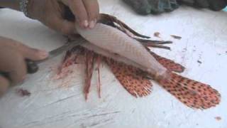 Filleting a Lionfish [upl. by Adolphus]