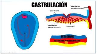 Tercera semana de desarrollo embrionario [upl. by Adan]