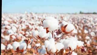 History of cotton [upl. by Fania722]