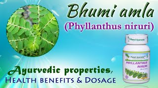 Bhumi amla Phyllanthus niruri  Ayurvedic properties Health benefits amp Dosage [upl. by Ayhdnas613]