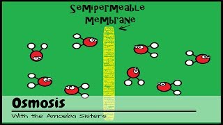 OLD VIDEO Osmosis [upl. by Marucci173]