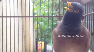 THE MOST BEAUTIFUL MYNA SOUNDS  The Common Myna Birds Sound BirdSounds [upl. by Ipoillak]