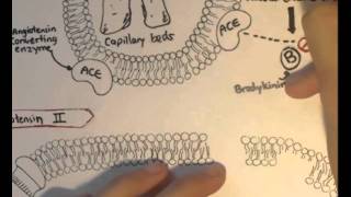 ReninAngiotensin System Structure Chymase [upl. by Bonn]