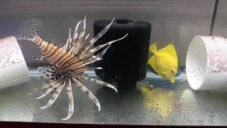 Volitan Lionfish Weekly Feeding Routine [upl. by Yrtnej]