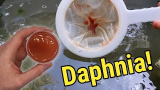 How I Culture Daphnia In Outdoor Tubs [upl. by Edette]