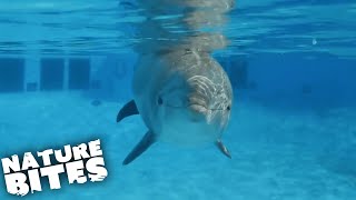 How Do Dolphins Name Each Other  Nature Bites [upl. by Amairam605]