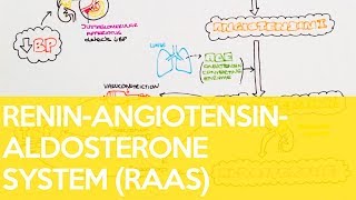 The ReninAngiotensinAldosterone System RAAS  Sarah Clifford Illustration Tutorial [upl. by Ahsiener]