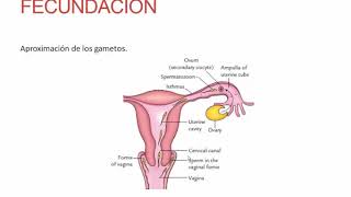 Fecundación Implantación y Desarrollo del Embrión  Obstetricia  Clase 12 [upl. by Cleopatre]