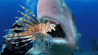 Teaching Sharks and Eels to Attack Invasive Lionfish [upl. by Rochus]