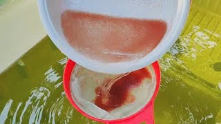 How to culture daphnia  Daphnia culture  How to grow daphnia outdoor [upl. by Esiuolyram811]