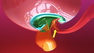 Allantois formation  Embryonic folding 3D overview  Animated Embryology  3rd Week [upl. by Eiclehc]